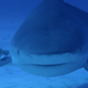 National Geographic’s Raging Bull Shark